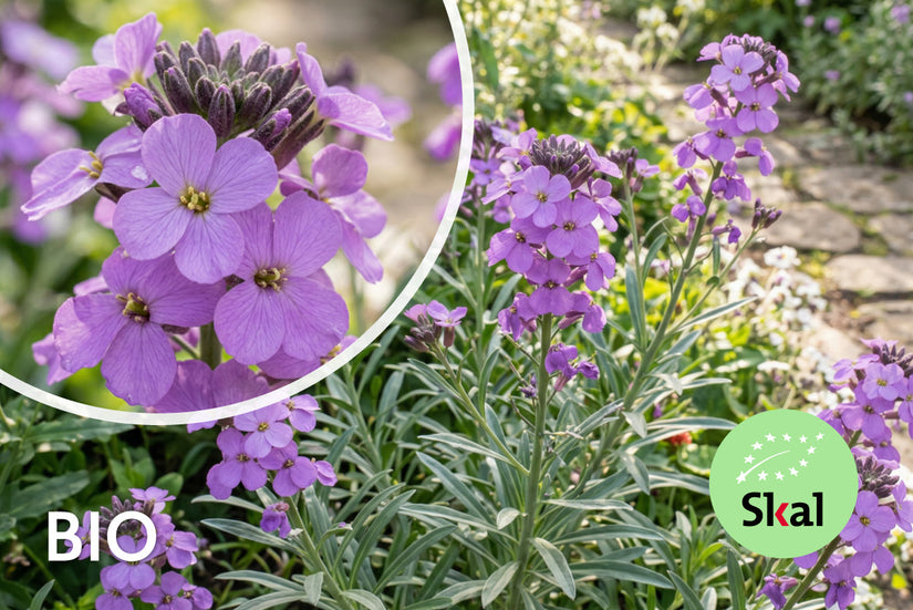 Biologische Steenraket - Erysimum linifolium 'Bowles me Away'