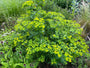 Biologische Wolfsmelk - Euphorbia Martinii