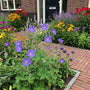 Biologische Beemdooievaarsbek (Paars/blauw 70 cm) - Geranium Pratense