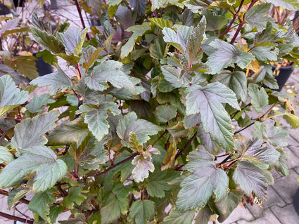 Blaasspirea - Physocarpus opulifolius 'Diable D'or