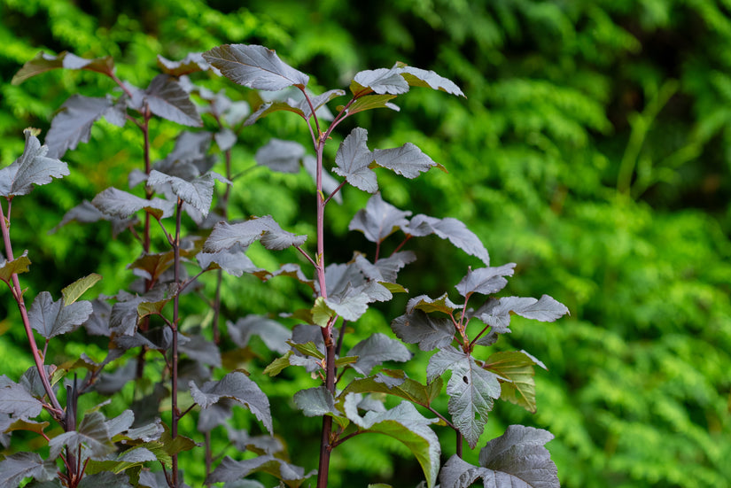 Blaasspirea - Physocarpus opulifolius 'Diabolo'