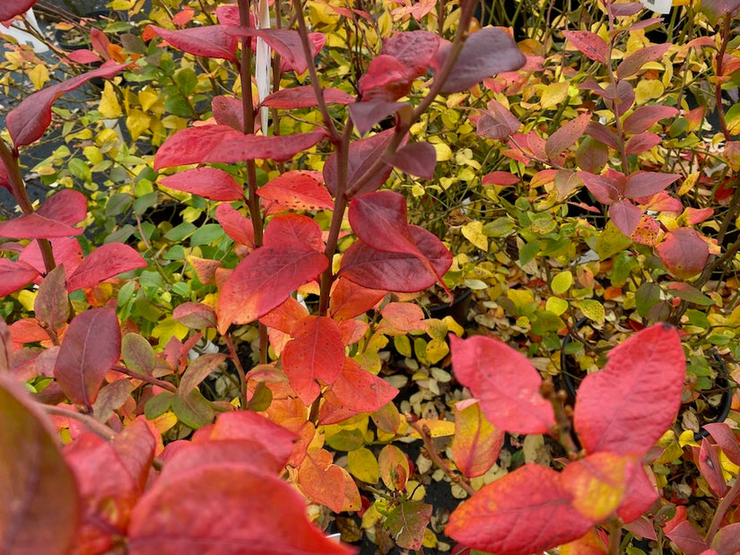 Blauwe bes - Vaccinium corymbosum 'Northland'
