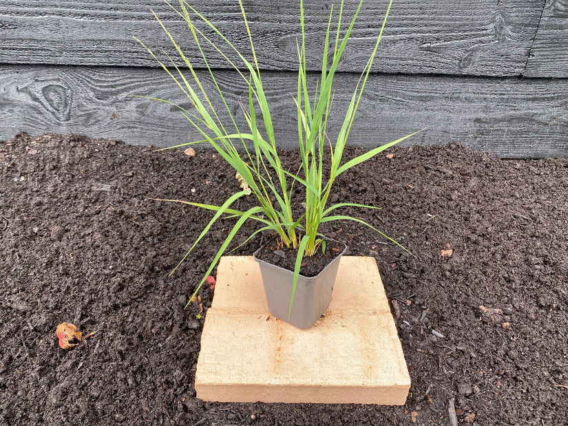 Blauwe schapengras - Festuca glauca