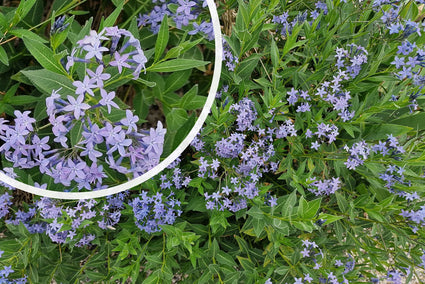 Biologisch Blauwe ster - Amsonia 'Blue Ice'