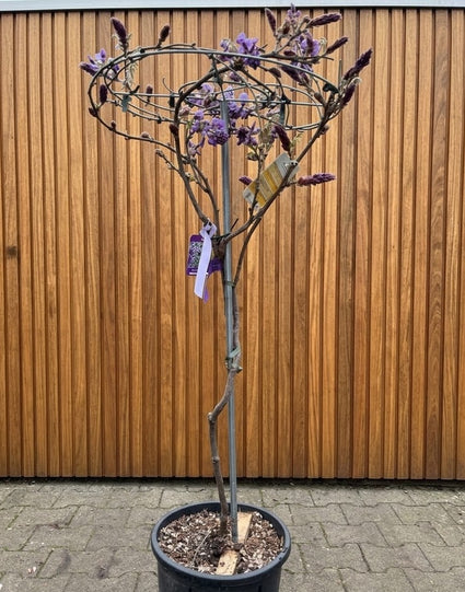 Blauweregen Halfstam parasol - Wisteria brachybotrys 'Iko Yama Fuji'