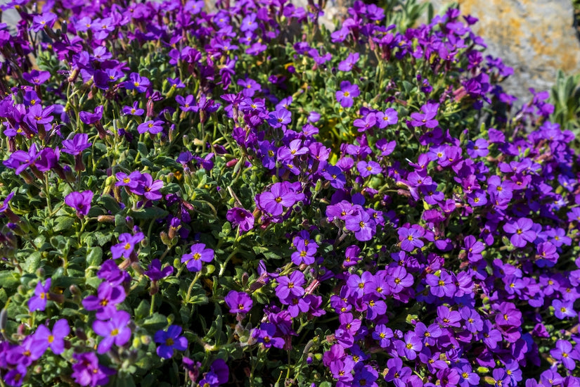 Blauwkussen - Aubrieta gracilis 'Kitte'