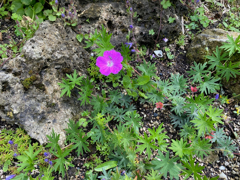 Bloedooievaarsbek - Geranium sanguineum