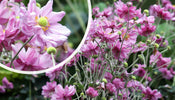 Herfstanemoon Wit/Lichtroze (Hoogte 80 cm)   Anemone x hybrida 'Königin Charlotte'
