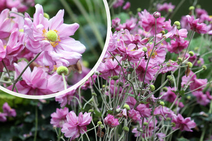 Herfstanemoon - Anemone x hybrida 'Königin Charlotte'