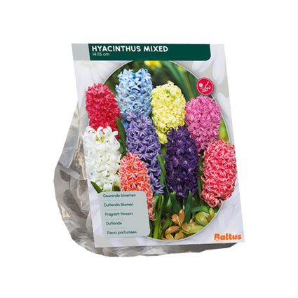 Hyacint Mix gemende kleuren - 27 bloembollen