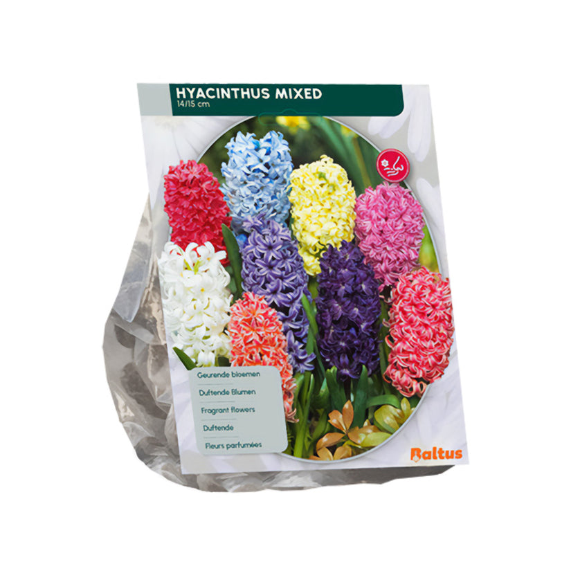 Hyacint Mix gemende kleuren - 27 bloembollen