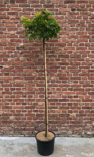 Hoogstam stamhoogte 200 cm