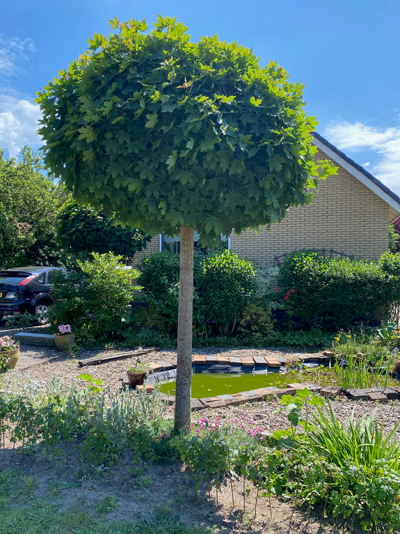 Noorse Esdoorn (Bolesdoorn, Hoogstam) - Acer platanoides 'Globosum'