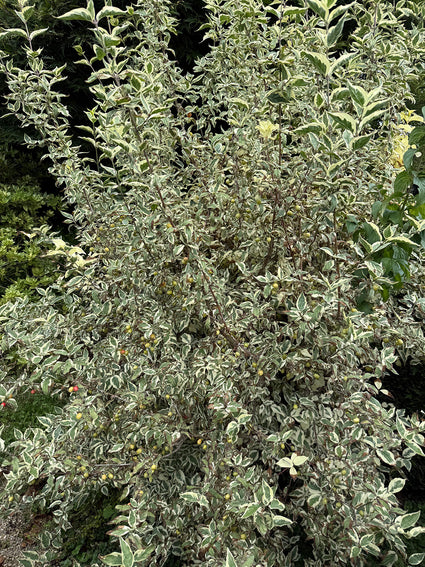 Bontbladige gele kornoelje - Cornus mas 'Variegata'