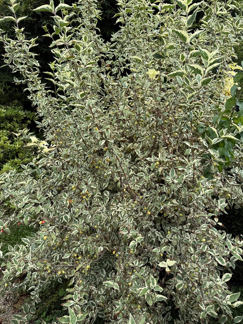 Bontbladige gele kornoelje - Cornus mas 'Variegata'
