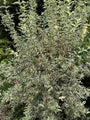 Bontbladige gele kornoelje - Cornus mas 'Variegata'