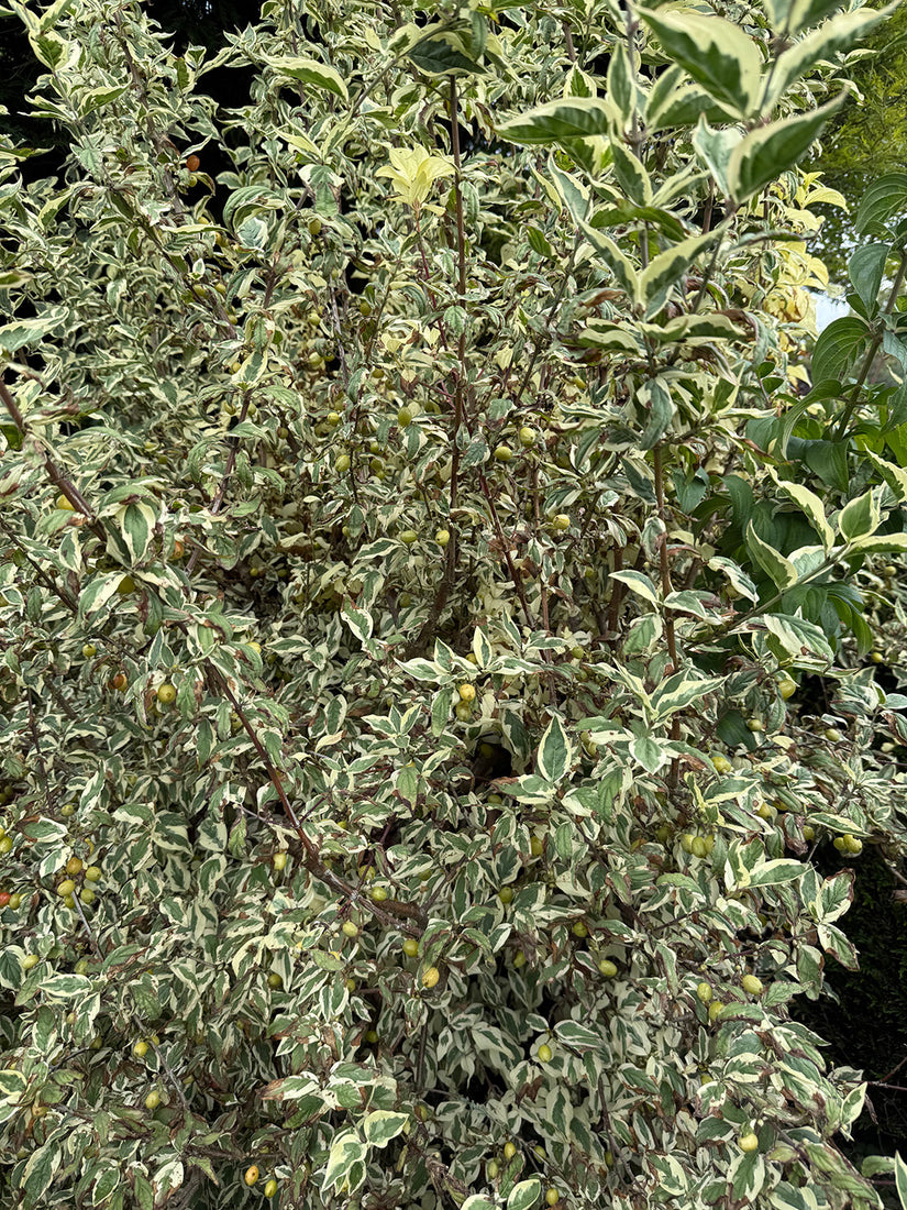 Bontbladige gele kornoelje - Cornus mas 'Variegata'