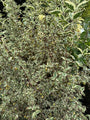Bontbladige gele kornoelje - Cornus mas 'Variegata'