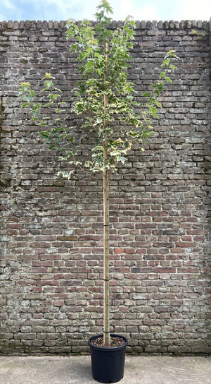 Hoogstam boom XXXL