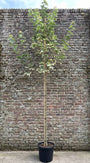 Bonte Noorse Esdoorn - Acer platanoides 'Drummondii'