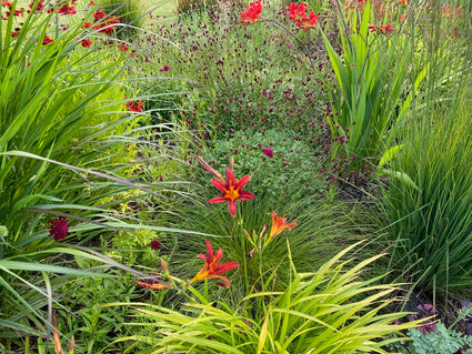 Biologisch Grote Pimpernel - Sanguisorba 'Officinalis'