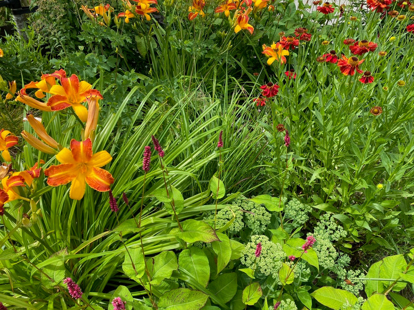 Daglelie - Hemerocallis 'Frans Hals'