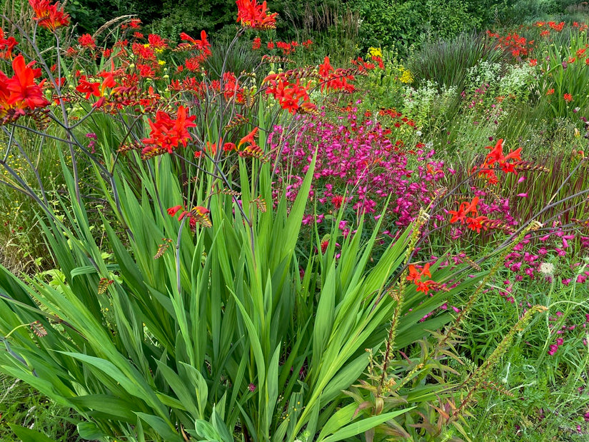 Biologisch Montbretia - Crocosmia 'Lucifer' TIP