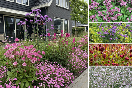 Borderpakket Ali - Zonnige tuin met roze/rood tinten