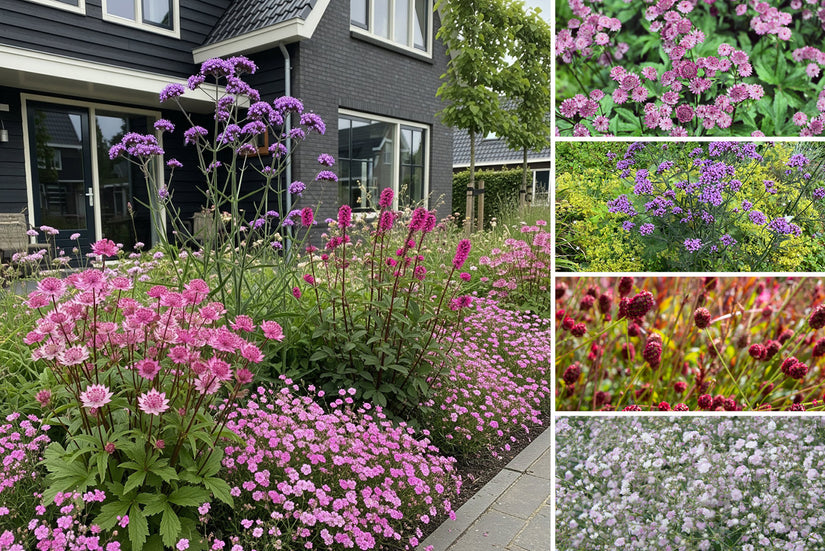 Borderpakket Ali - Zonnige tuin met roze/rood tinten