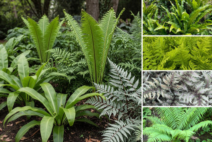 Borderpakket Baloe - Varens mix schaduw - Voor Jungletuin of Bostuin