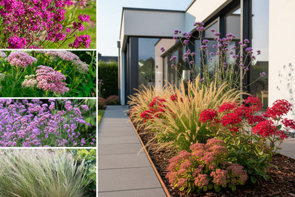 Borderpakket Benthe - Vaste planten - Roze & paars - droge grond - zonnige border