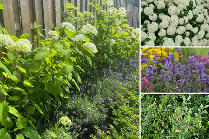 Borderpakket Carlijn - Hortensia Annabelle, Lavendel & Ilex - Halfschaduw & Zon