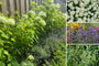 Borderpakket Carlijn - Hortensia Annabelle, Lavendel & Ilex - Halfschaduw & Zon