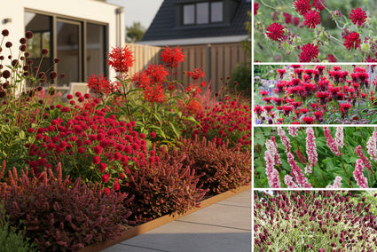 Borderpakket Dina - Vaste planten Prairietuin met rode bloemen - Zon