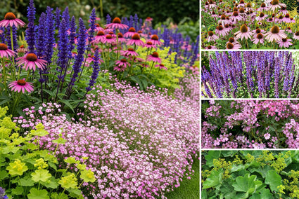 Borderpakket Diny - Meerkleurig Roze, Blauw, Paars, Geel - Zon en Halfzon
