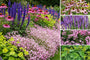 Borderpakket Diny - Meerkleurig Roze, Blauw, Paars, Geel - Zon en Halfzon