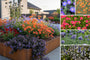 Borderpakket Feline - Vlindertuin vaste planten - Oranje & Paars - Zon
