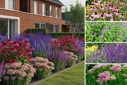 Borderpakket Fenne - Vlindertuin Vaste planten - Paars & Roze - Zon