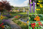 Borderpakket Hanne - Vaste planten mix, Meerkleurige bloemen - Zon