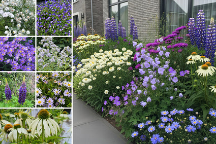 Borderpakket Harry - Engelse tuin - Cottage border - Vaste planten - Paars & wit - vanaf 1 m2