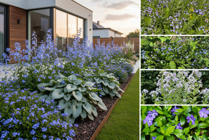 Borderpakket Herman - Vaste planten Blauw - Halfschaduw - vochtige grond