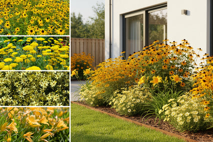 Borderpakket Janneke - Vaste planten Geel bloeiend - Zon & halfschaduw