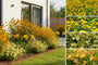 Borderpakket Janneke - Vaste planten Geel bloeiend - Zon & halfschaduw