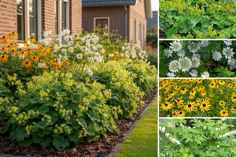 Borderpakket Jet - Vaste planten mix Geel & Wit - Kleibodem - Halfschaduw & Zon