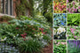 Borderpakket John - Schaduw planten / zandgrond
