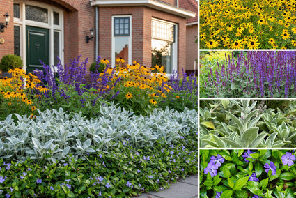 Borderpakket Joyce - Vaste planten combinatie Paars & Geel - Zon