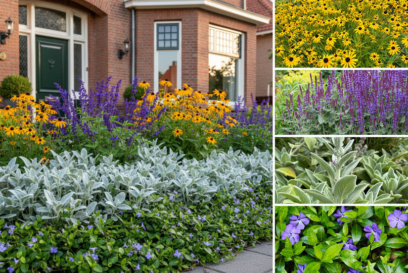 Borderpakket Joyce - Vaste planten combinatie Paars & Geel - Zon