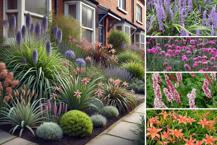 Borderpakket Julia - Vaste planten - Roze & Rood - Halfschaduw