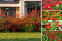 Borderpakket Julian - Bijvriendelijke tuinplanten - Bloeit Rood - Zon