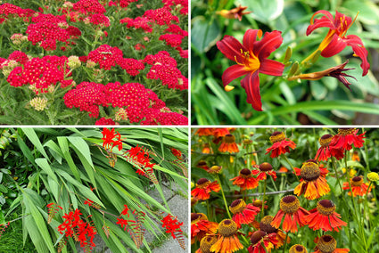 Borderpakket Julian - Bijvriendelijke tuinplanten - Bloeit Rood - Zon